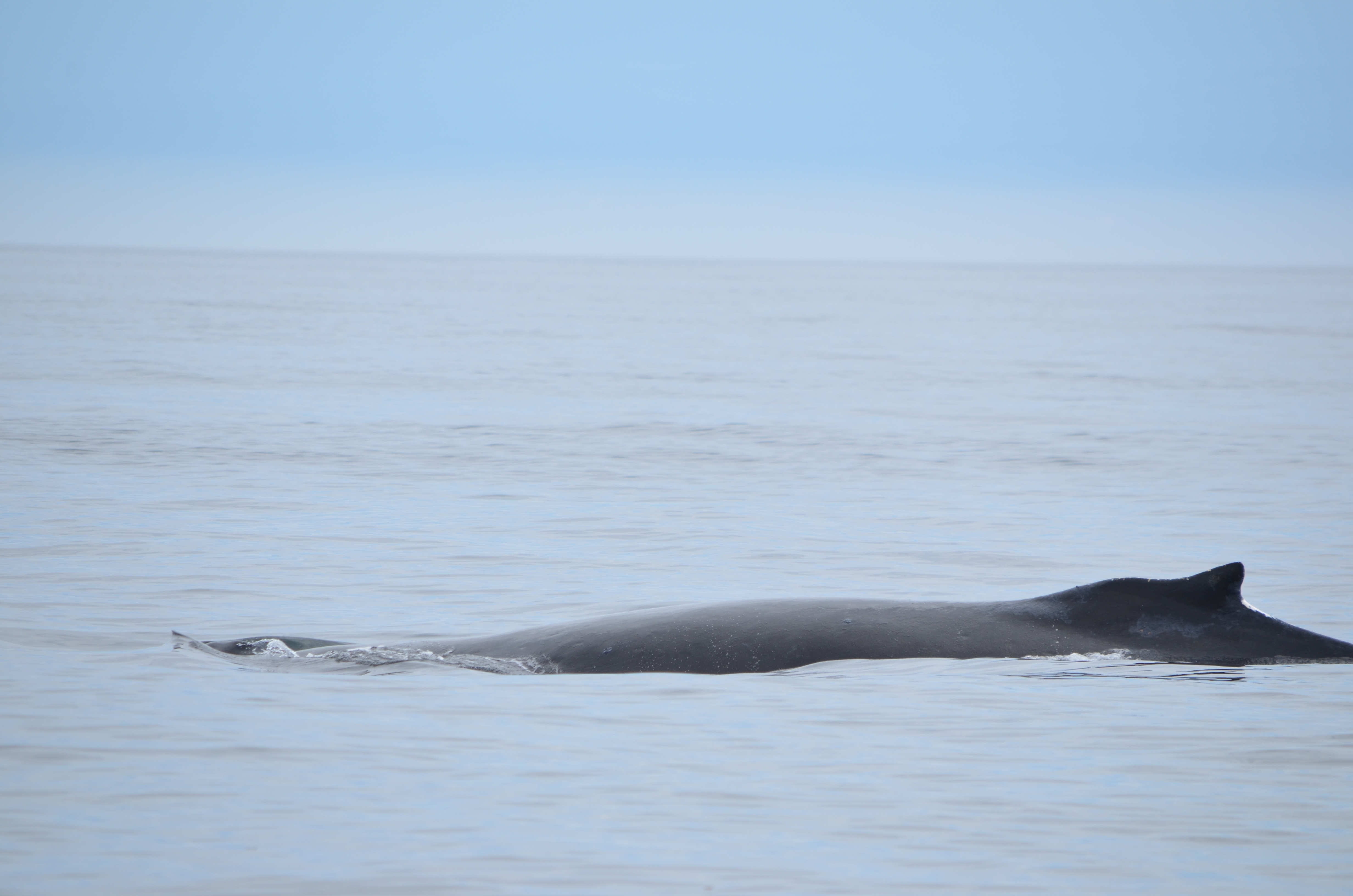 photos/wildlife/Mammal_Species/Humpback Whale/DSC_0106.JPG